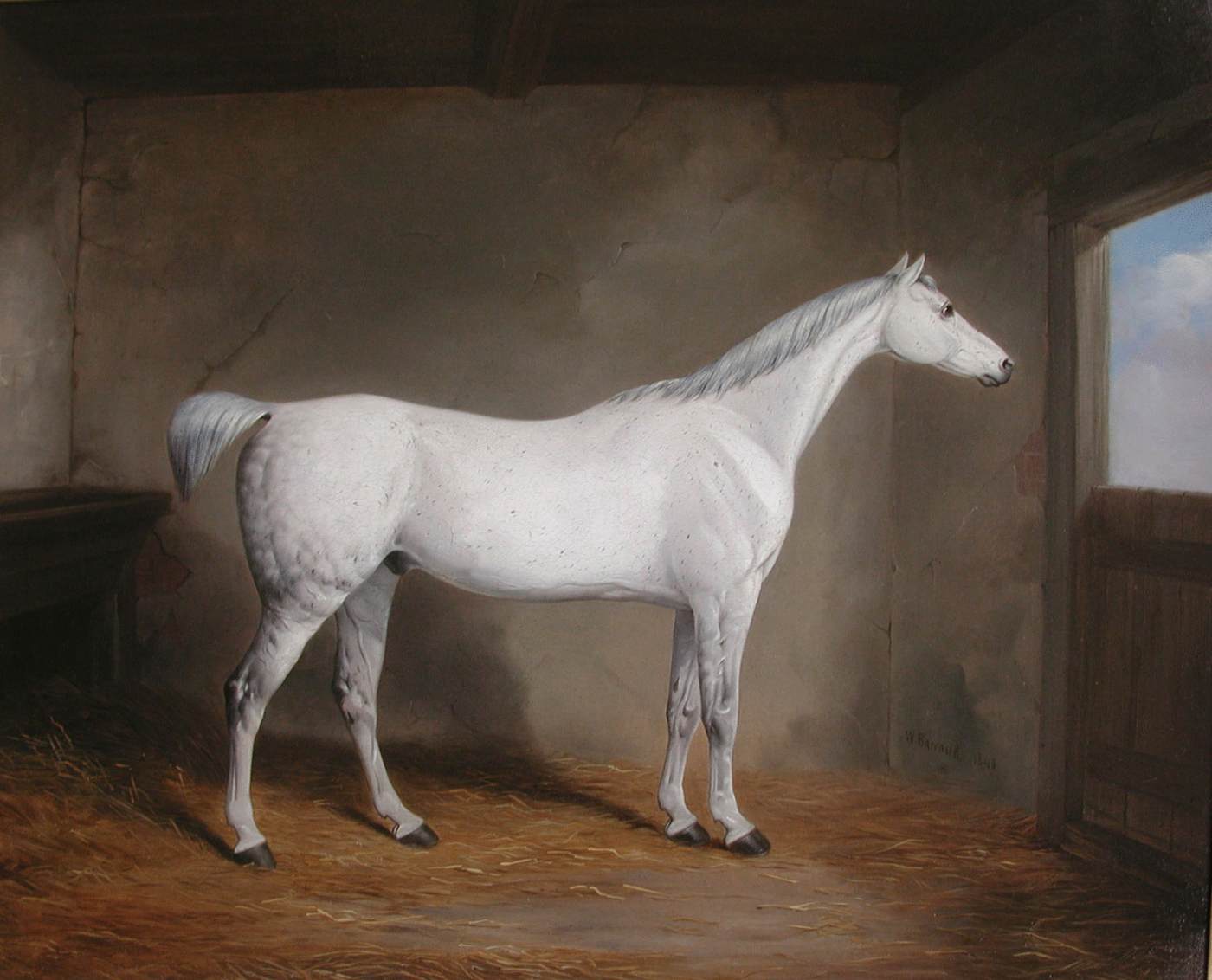 A Grey in a Stable