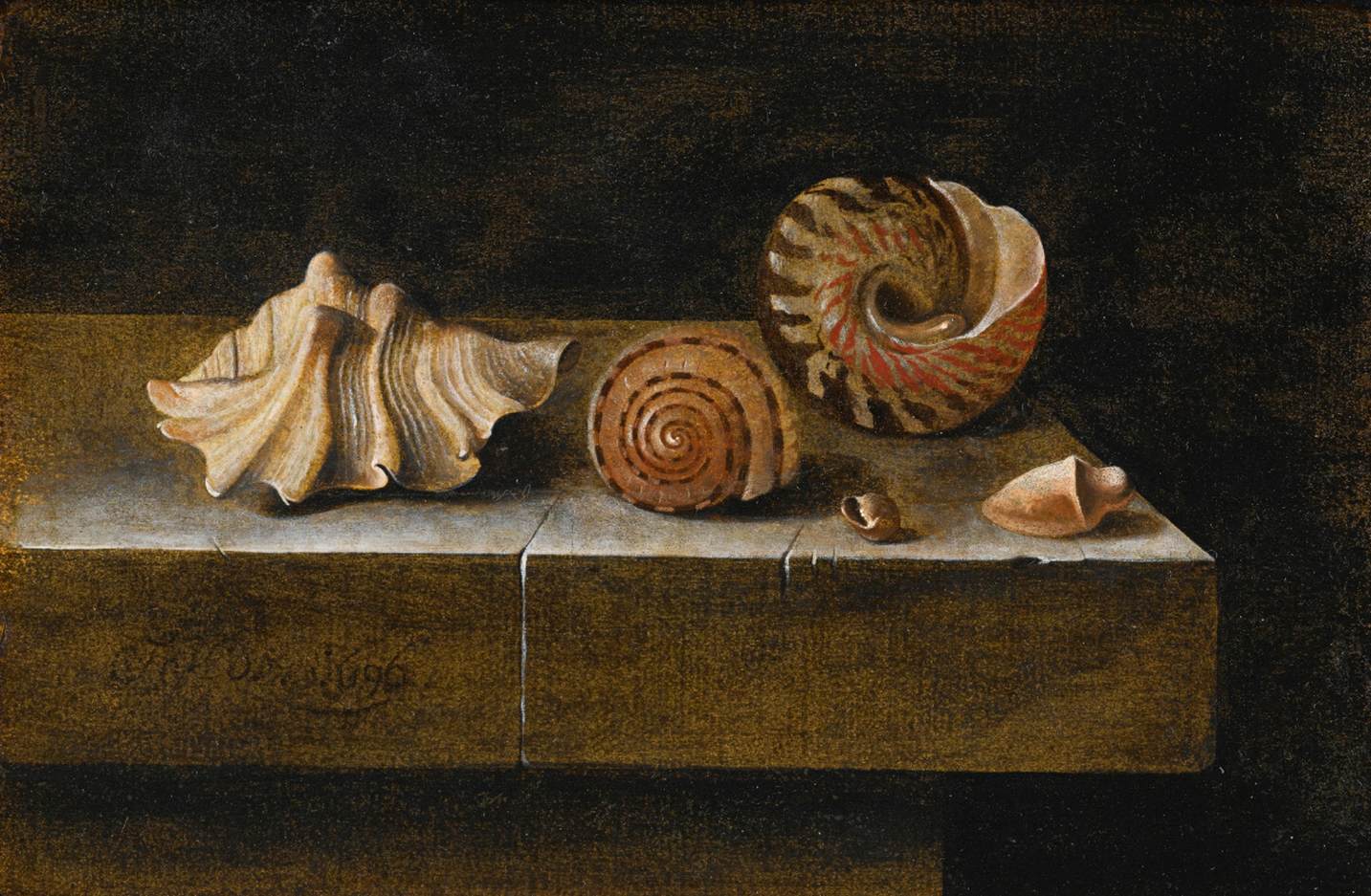 Still-Life with Sea Shells