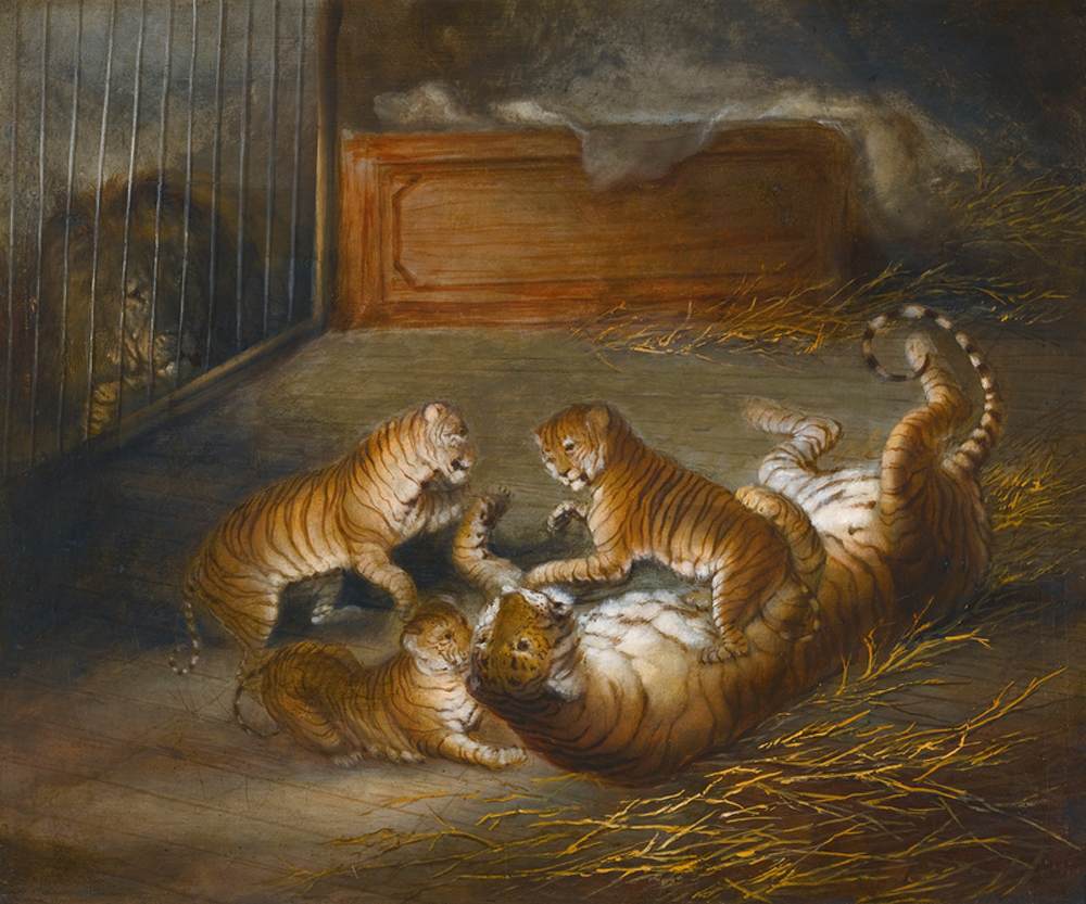Three 'Liger' Cubs