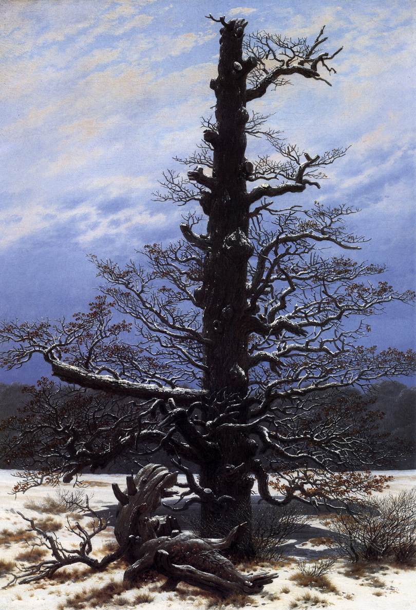 The Oaktree in the Snow
