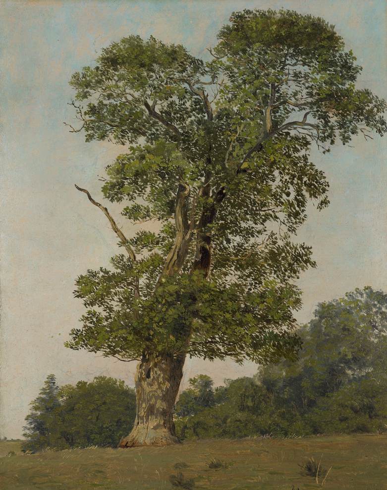 A Large Oak