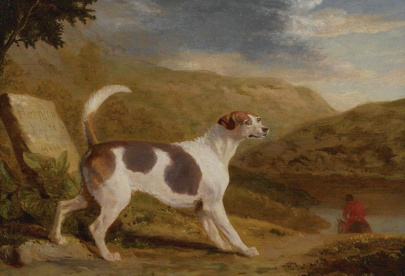 Hound in Scottish Landscape