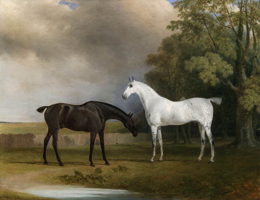 A Dark Bay and a Grey Horse