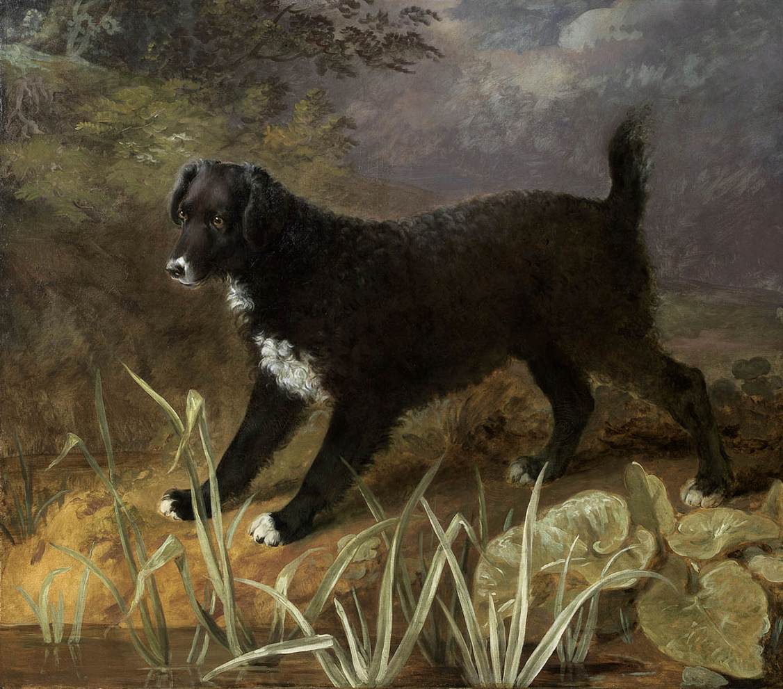 Black and White English Waterspaniel