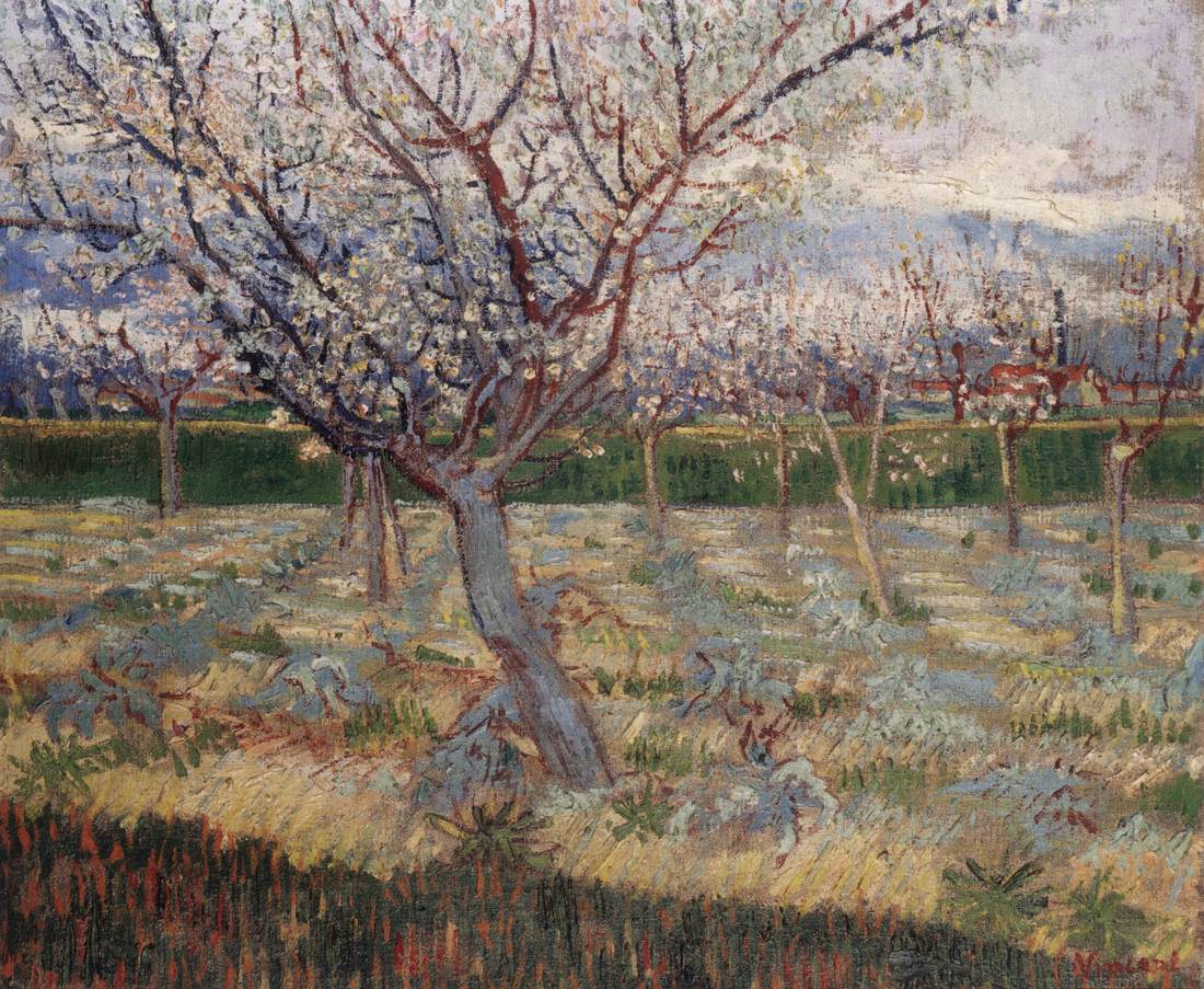 Apricot Trees in Blossom