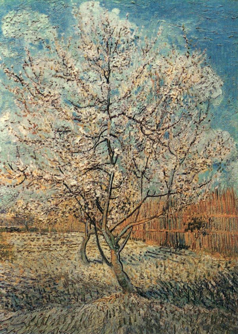 Peach Tree in Blossom