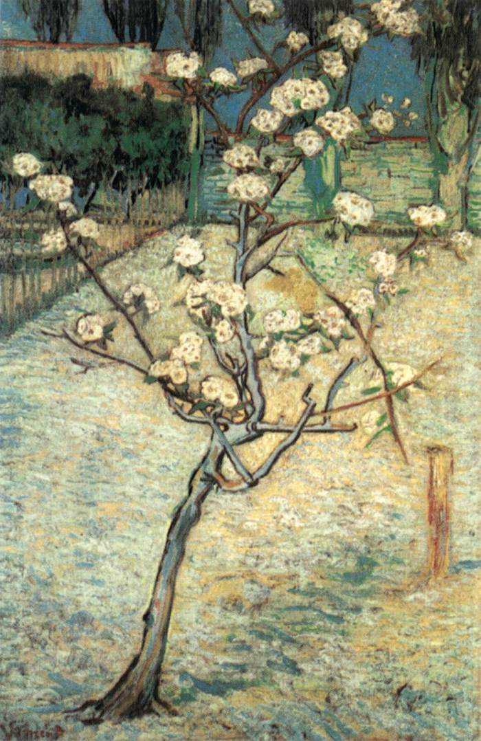 Blossoming Pear Tree