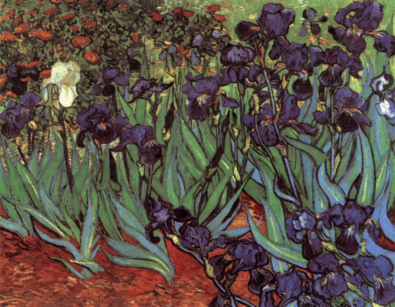 Irises