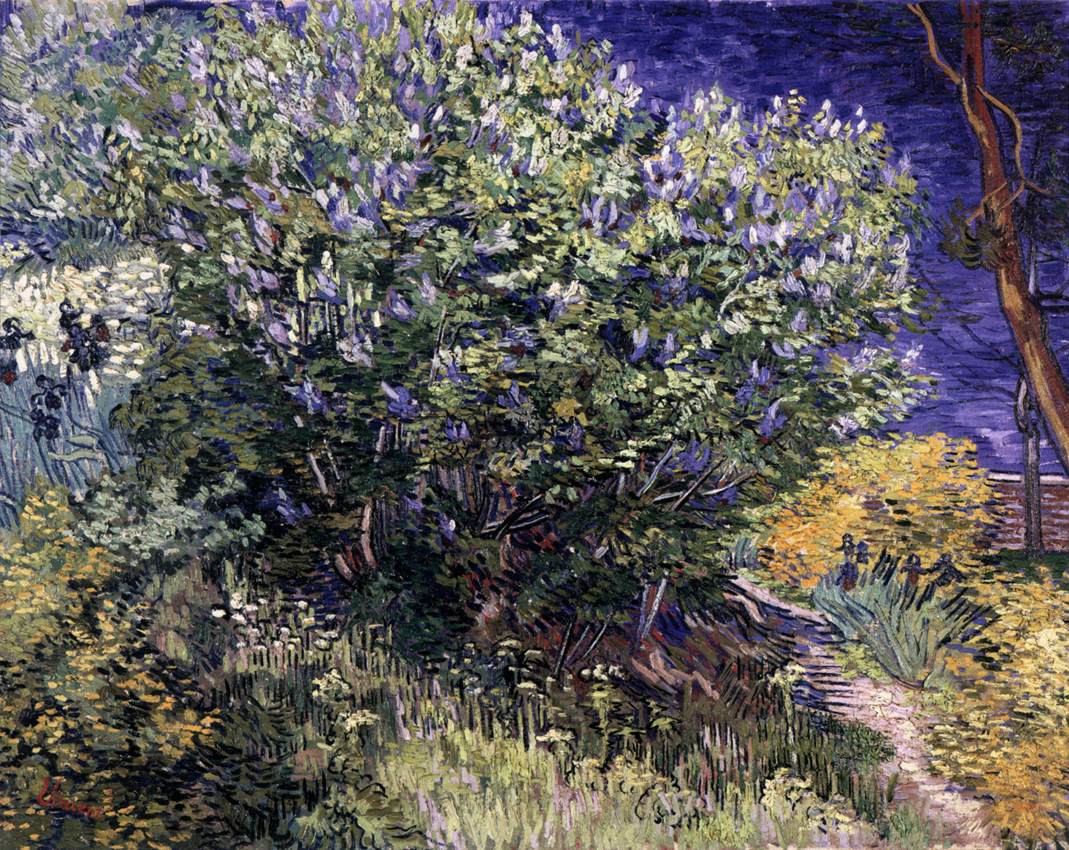 Lilac Bush