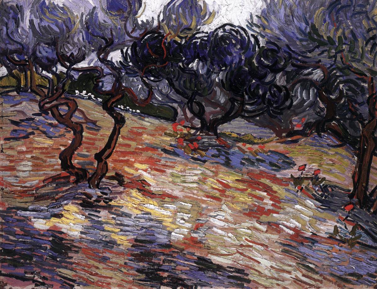 Olive Orchards: Bright Blue Sky