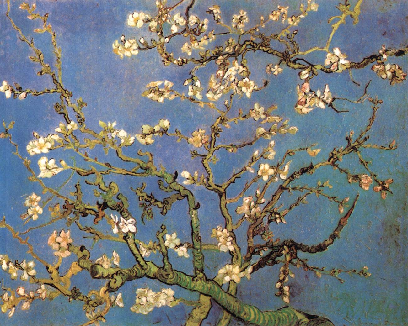Blossoming Almond Tree
