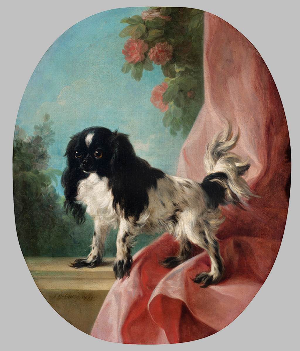 A Cavalier King Charles Spaniel