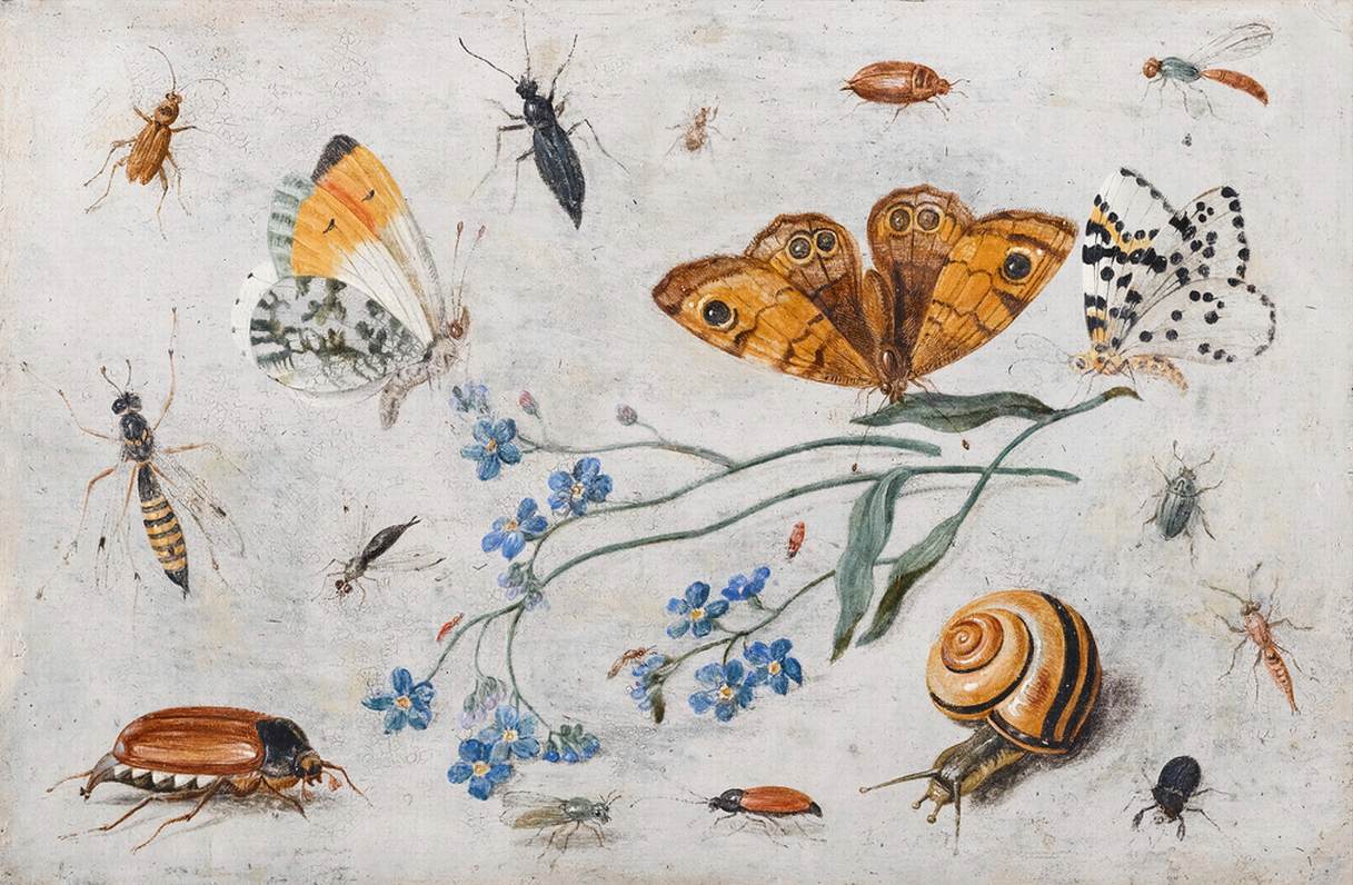 Study of Insects, Butterflies and a Snail with a Sprig of Forget-Me-Nots