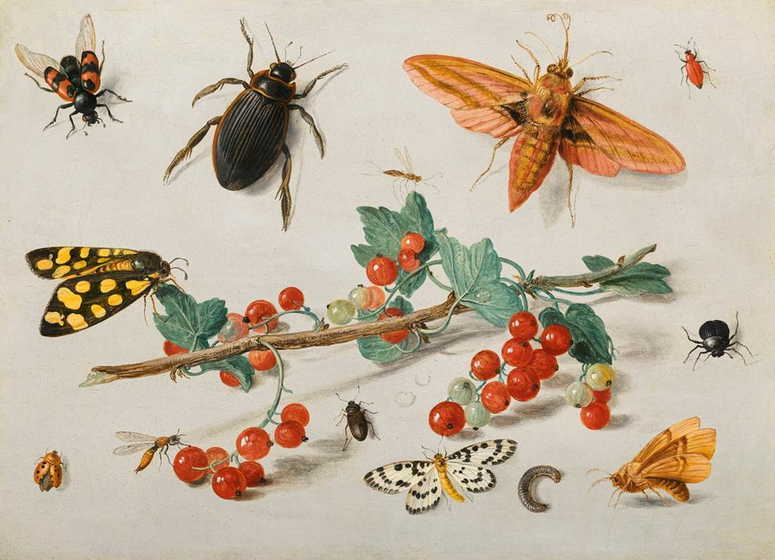 Insects