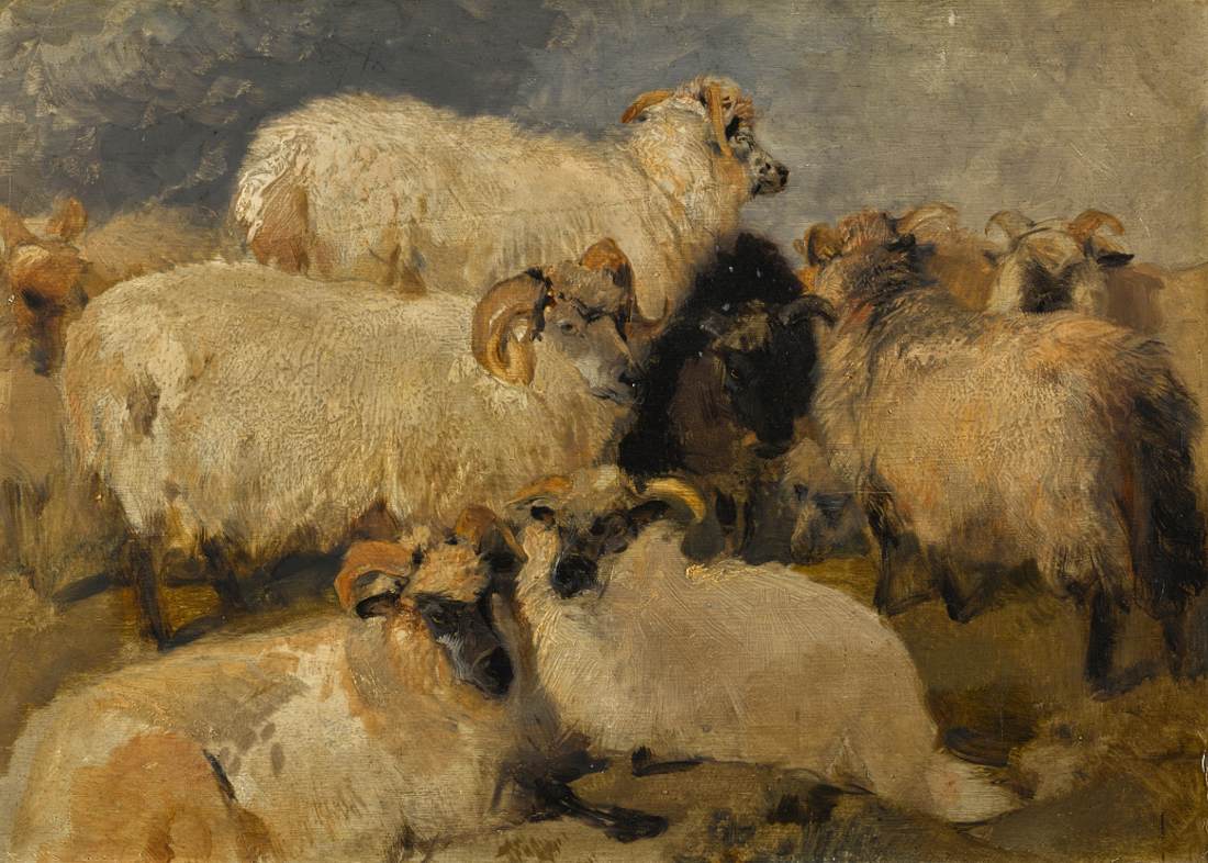 Study of Highland Blackface Sheep