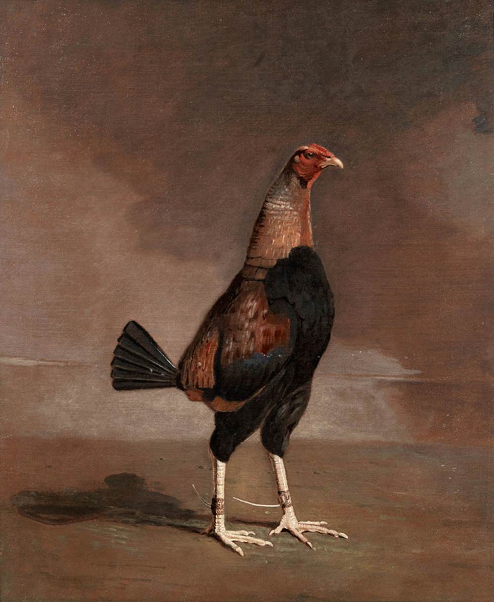 The Trimmed Cock