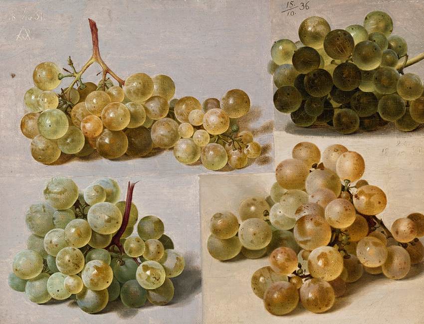 Still-Life of Grapes