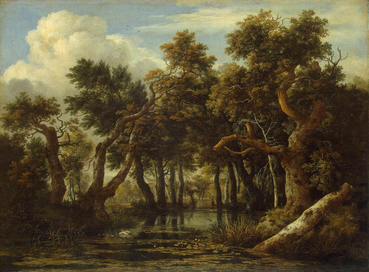 The Marsh in a Forest