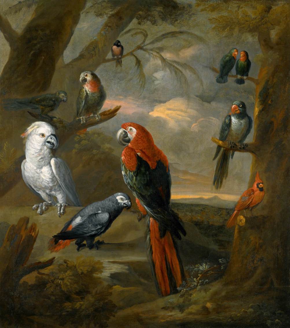 Parrots in an Extensive Woodland Landscape