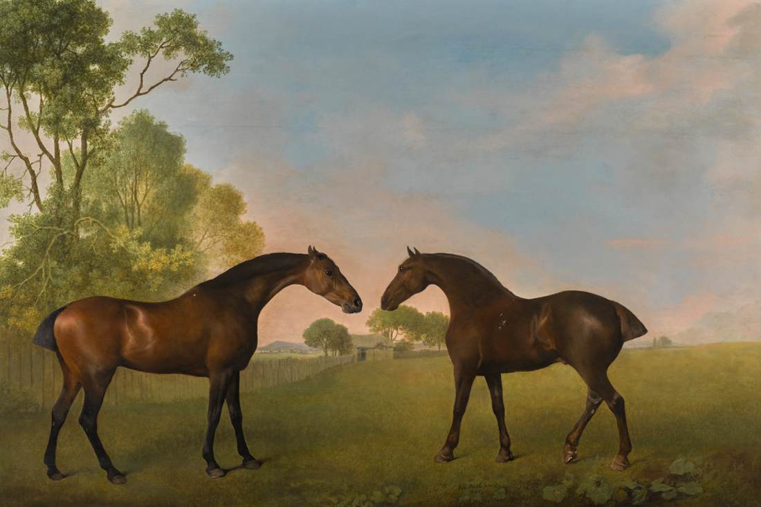 Two Bay Hunters in a Paddock