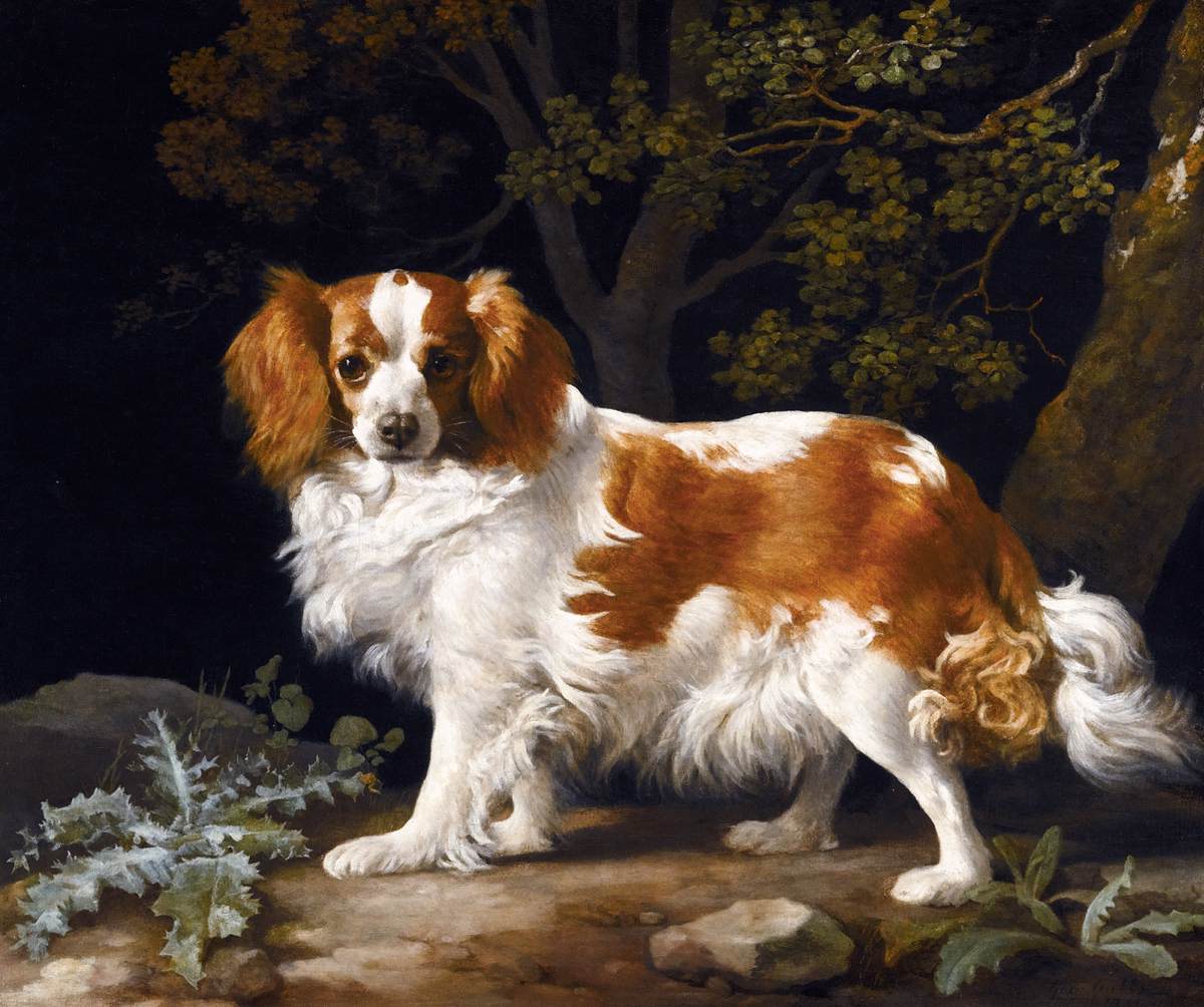 King Charles Spaniel