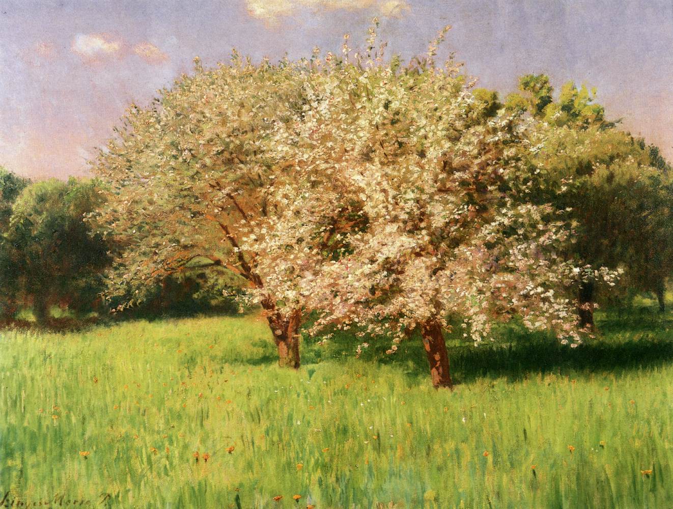 Blooming Apple Trees