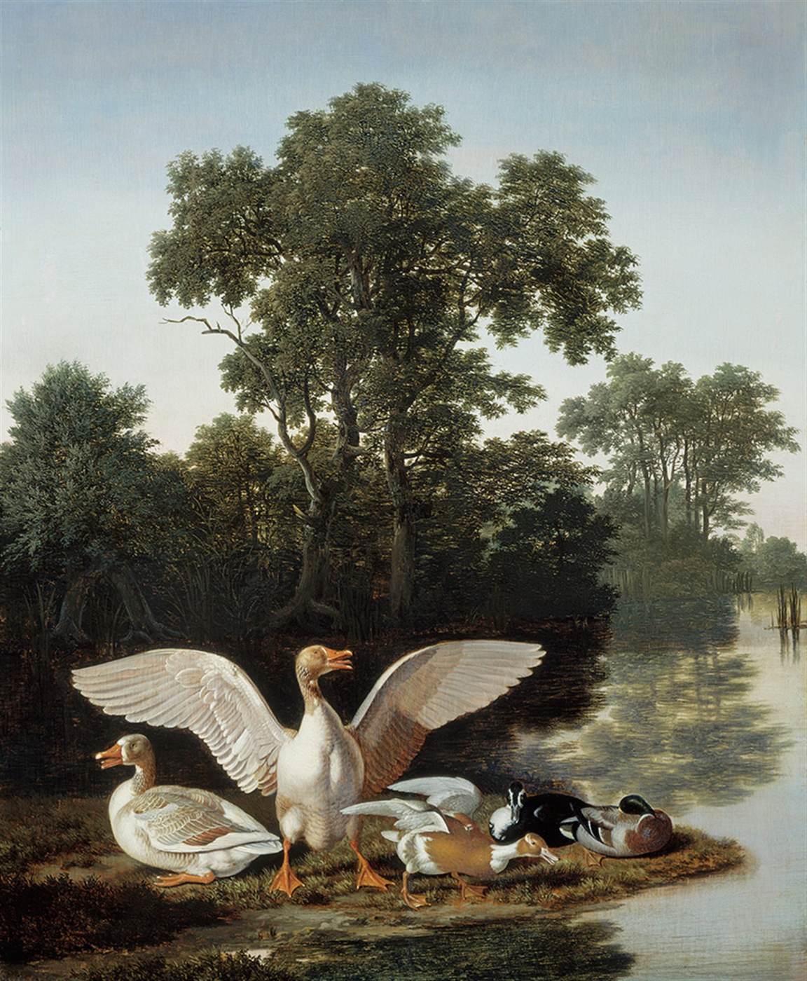 Geese and Ducks at a Forest Lake
