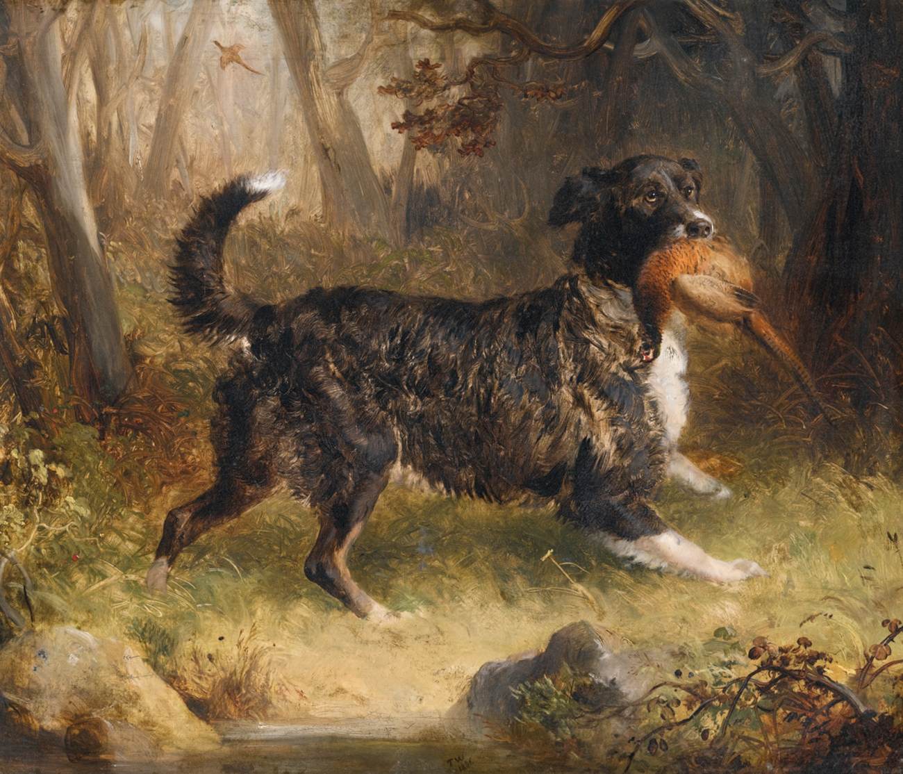 A Setter Retrieving a Cock Pheasant